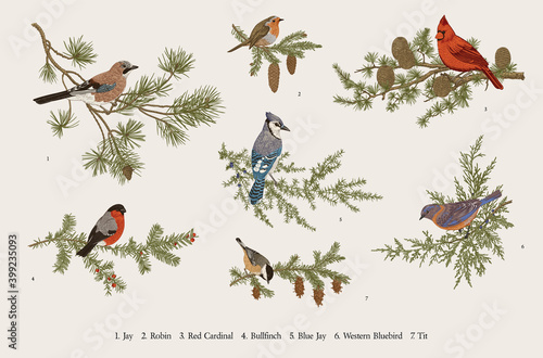 Winter Birds. Set. Tit, Robin, Jay, Blue jay, Bullfinch, Bluebird, Red cardinal. Botanical vector vintage illustration. Colorful
