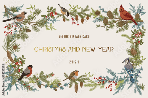 Vintage vector frame. Winter birds. Botanical illustrations. Christmas and New Year. Greeting card.