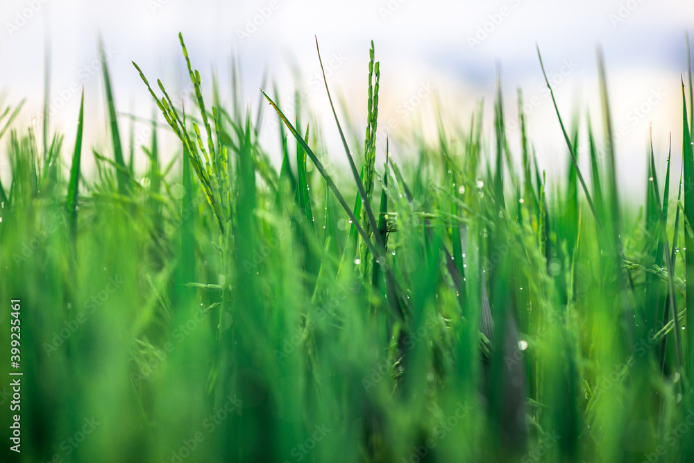 Fototapeta premium The close background of the green rice fields, the seedlings that are growing, are seen in rural areas as the main occupation of rice farmers who grow rice for sale or living.