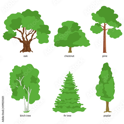 Illustration of different kind of tree. Flat cartoon vector illustration