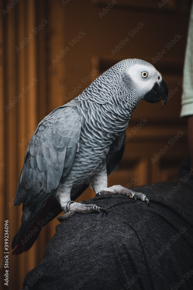 Obraz premium African Grey Parrot