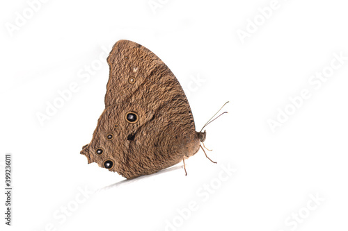  Evening Brown Butterfly on white background photo