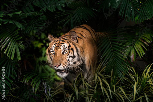 Wild Bengal tiger in tropical forest
