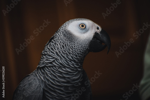 African Grey Parrot