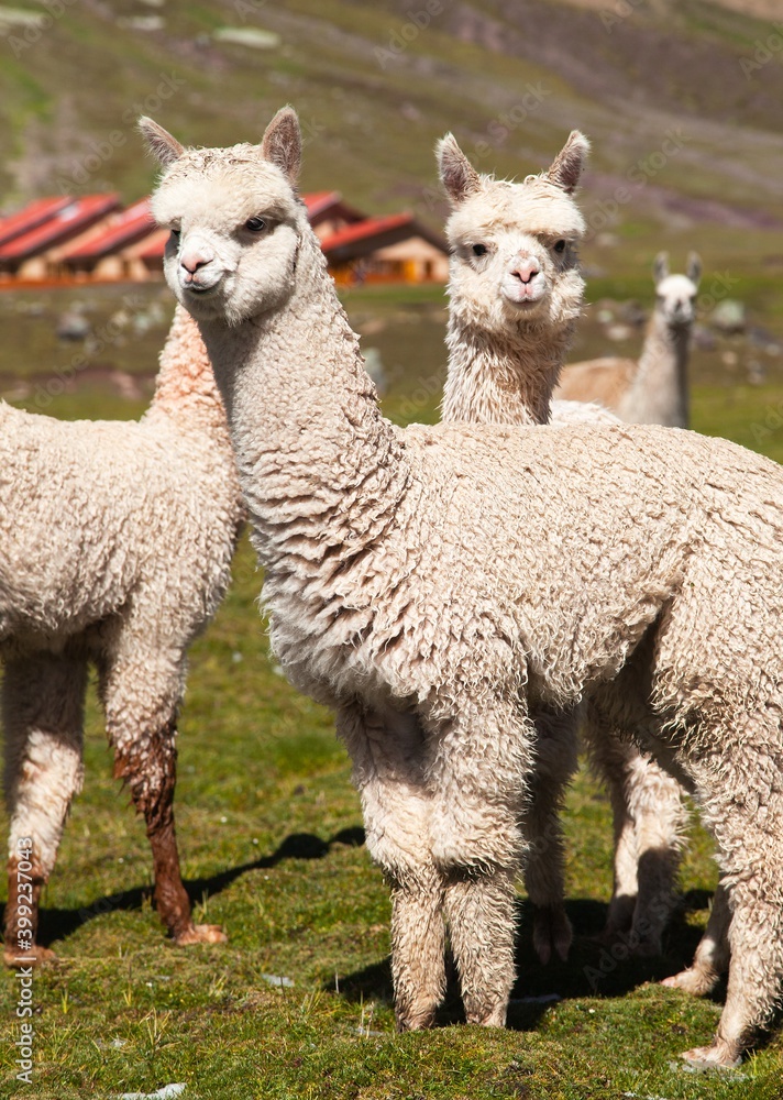 llama or lama, group of lamas on pastureland