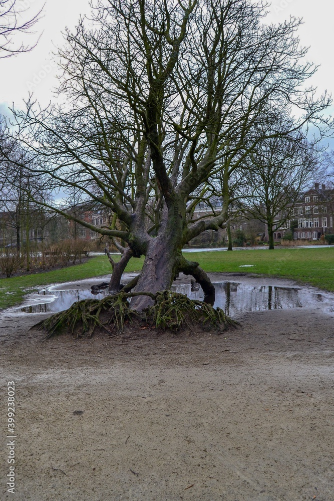 14.02.2012. Amsterdam. Netherland. An old tree in Vondelpark Amsterdam, during winter and overcast weather.