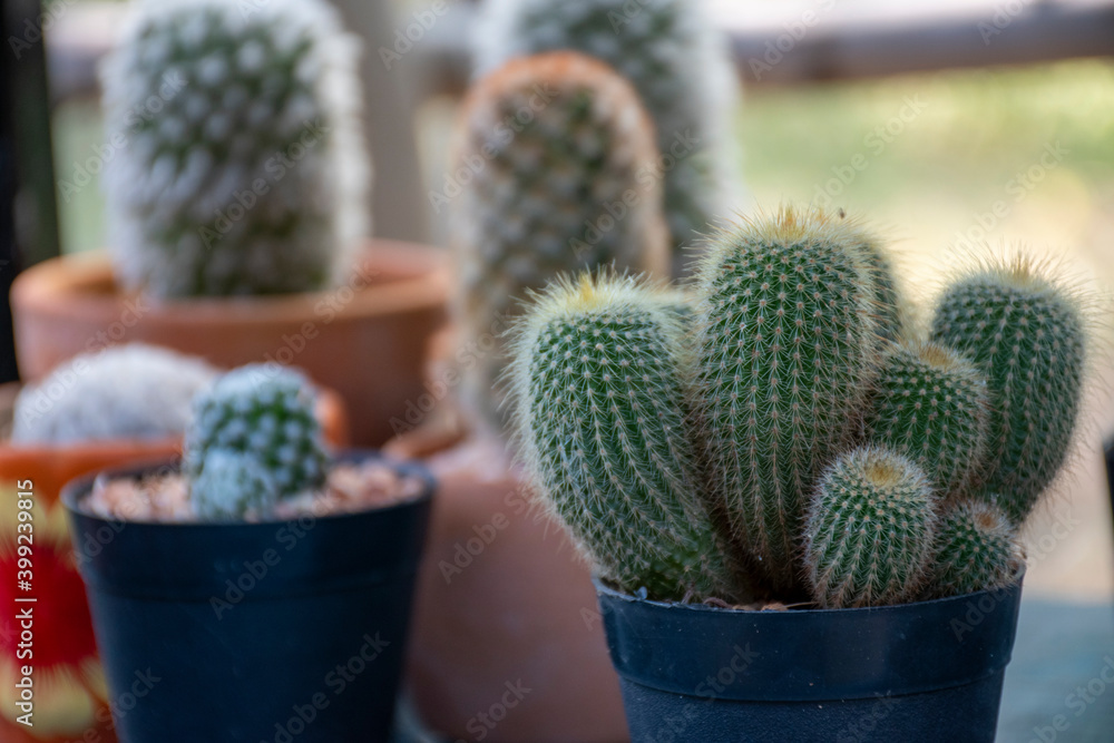 A beautifully arranged cactus garden that can be used as an advertising background. A beautifully arranged cactus garden that can be used as an advertising background.