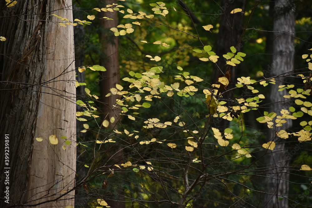 The autumn yellow-green leaves of the birch tree in Sapporo Japan The autumn yellow-green leaves of the birch tree in Sapporo Japan