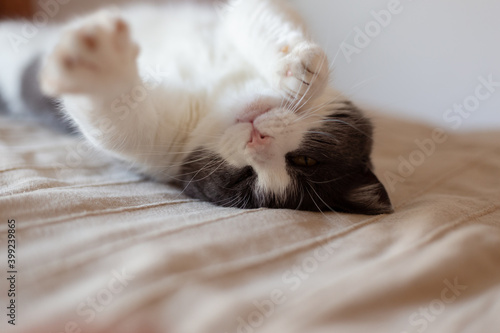 Beautiful playful cat lying on bed in funny position and looking in camera