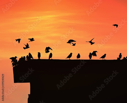 Silhouette of birds landing on terrace with orange background