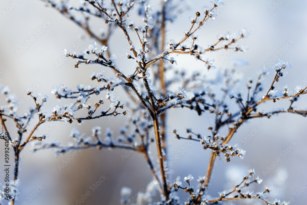 Nature winter background. Winter landscape. Shiny frost on the grass in the snow. Grass covered with frost and snow drifts close-up. Beautiful view of the winter nature. Frost macro. Frozen grass. Nature winter background. Winter landscape. Shiny frost on the grass in the snow. Grass covered with frost and snow drifts close-up. Beautiful view of the winter nature. Frost macro. Frozen grass.