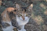Colorful and cute cat, which has beautiful and sharp eyes on the soil ground in the village Mudanya, Bursa, Turkey. Sunny and funny cat.