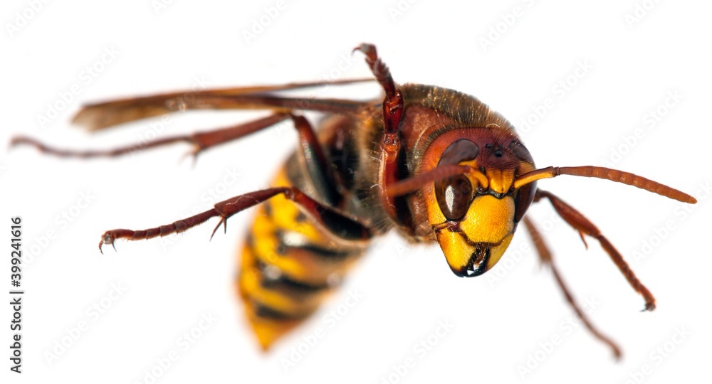 European hornet in latin Vespa crabro European hornet in latin Vespa crabro