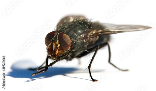 fly isolatet on the white background photo
