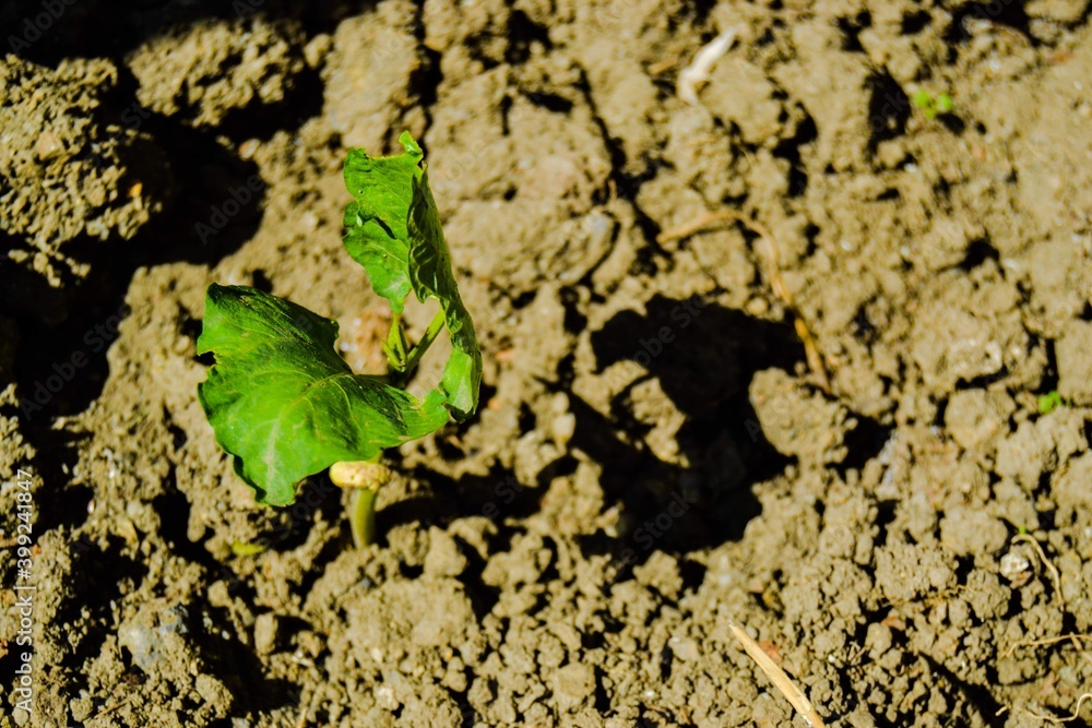 Small and green sapling on the farmed soil. Sapling shadows on the soil during sunny day. Small and green sapling on the farmed soil. Sapling shadows on the soil during sunny day.
