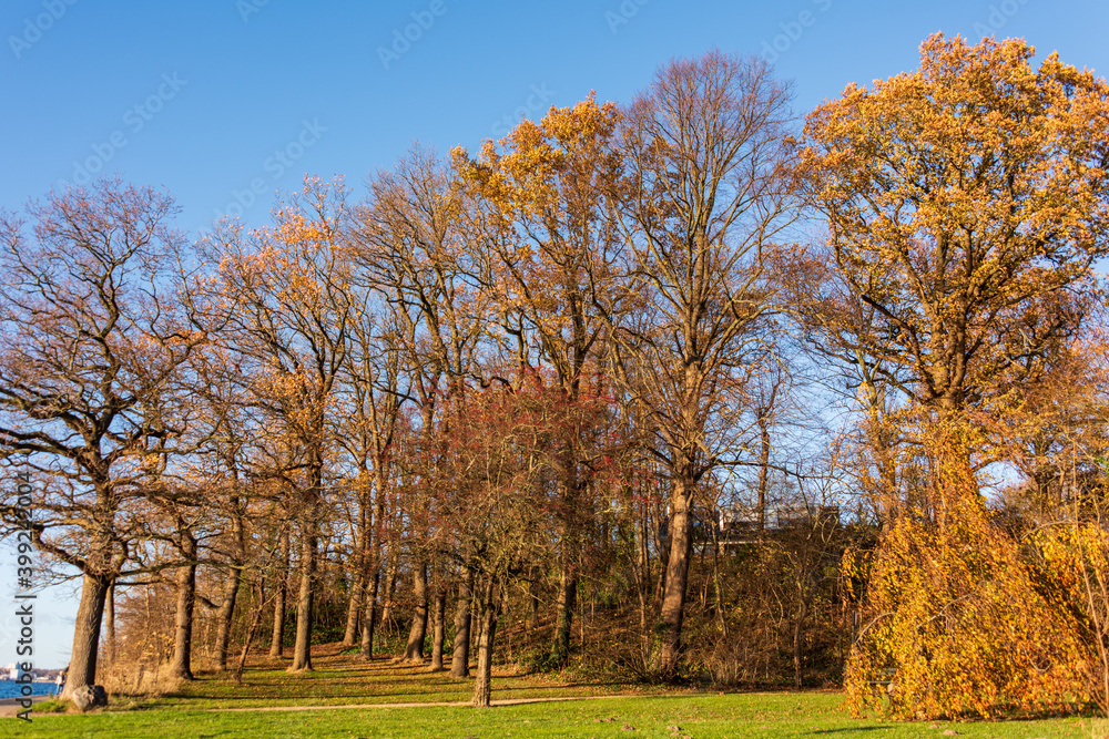 Herbstlicher Baumbestand am Fördewanderweg der Kieler Förde mit herbstlichen Farben