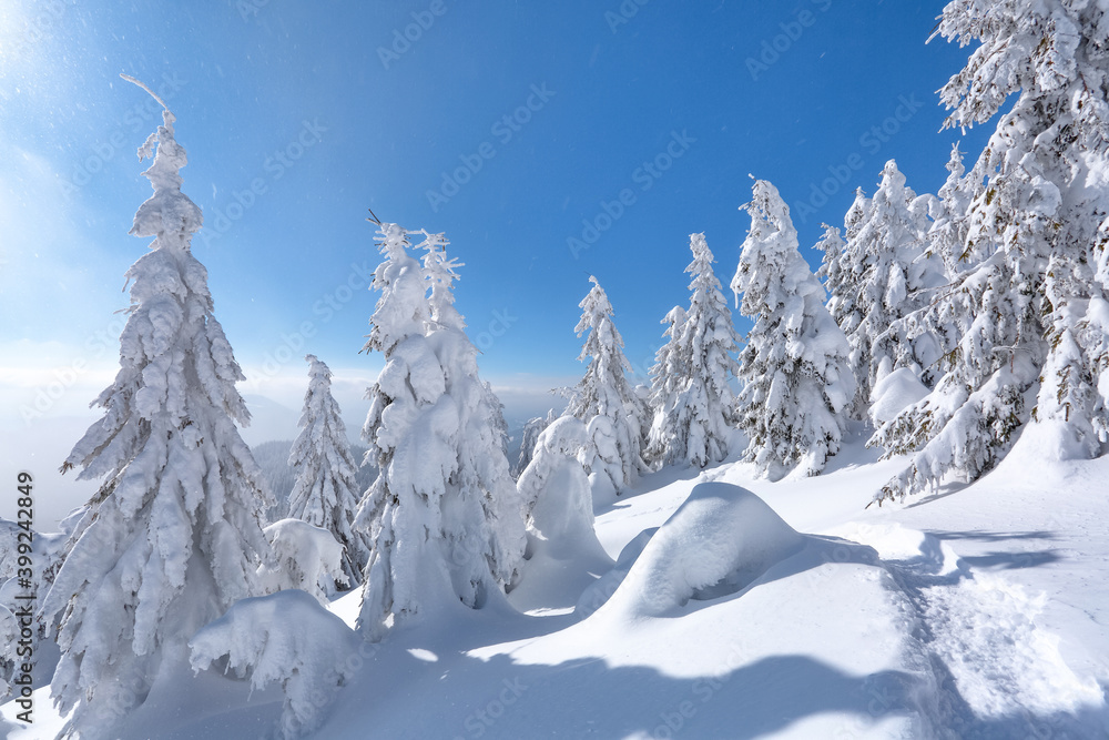 Landscape on winter day. Spruce trees in the snowdrifts. High mountain. Lawn and forests. Snowy background. Nature scenery. Location place the Carpathian, Ukraine, Europe.