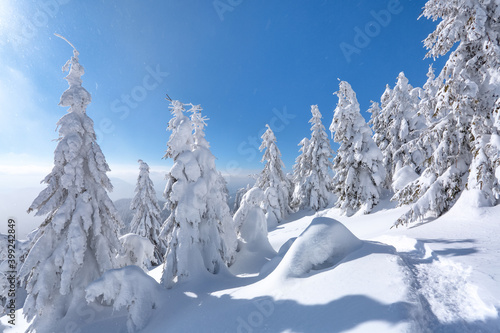 Landscape on winter day. Spruce trees in the snowdrifts. High mountain. Lawn and forests. Snowy background. Nature scenery. Location place the Carpathian, Ukraine, Europe. © Vitalii_Mamchuk