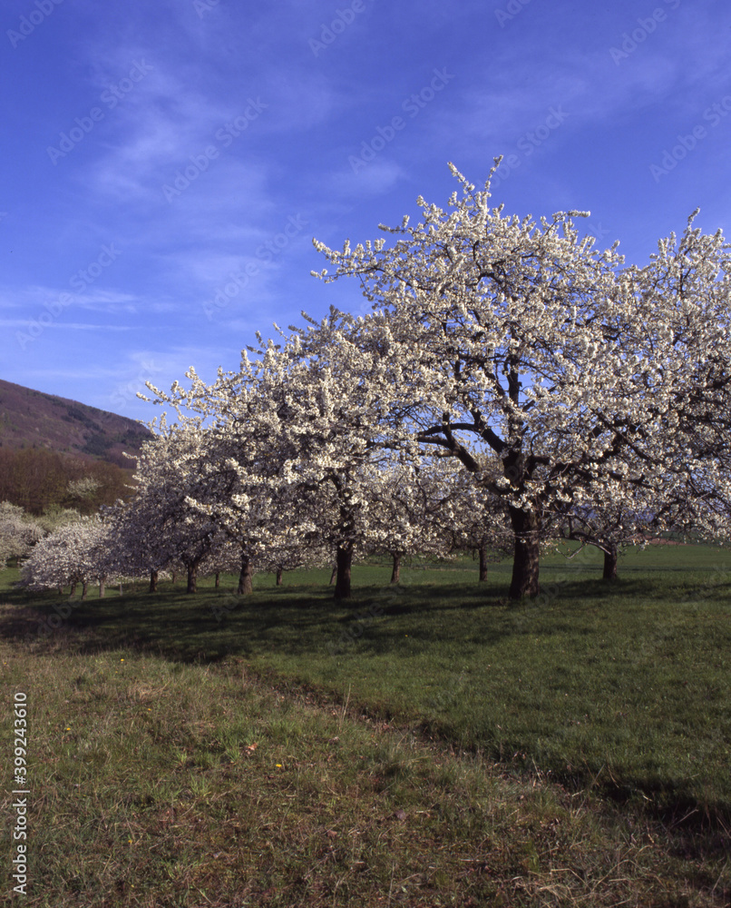 Obstbaumblüte