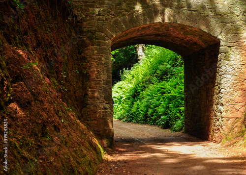 Fototapeta Naklejka Na Ścianę i Meble -  tunnel in the forest