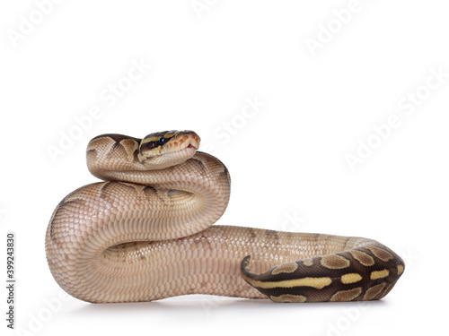 Baby butter Ballpython aka Python Regius, upright showing belly. Isolated on white background.