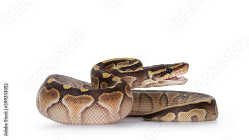Baby butter Ballpython aka Python Regius, head up and mouth open to bite. Isolated on white background.