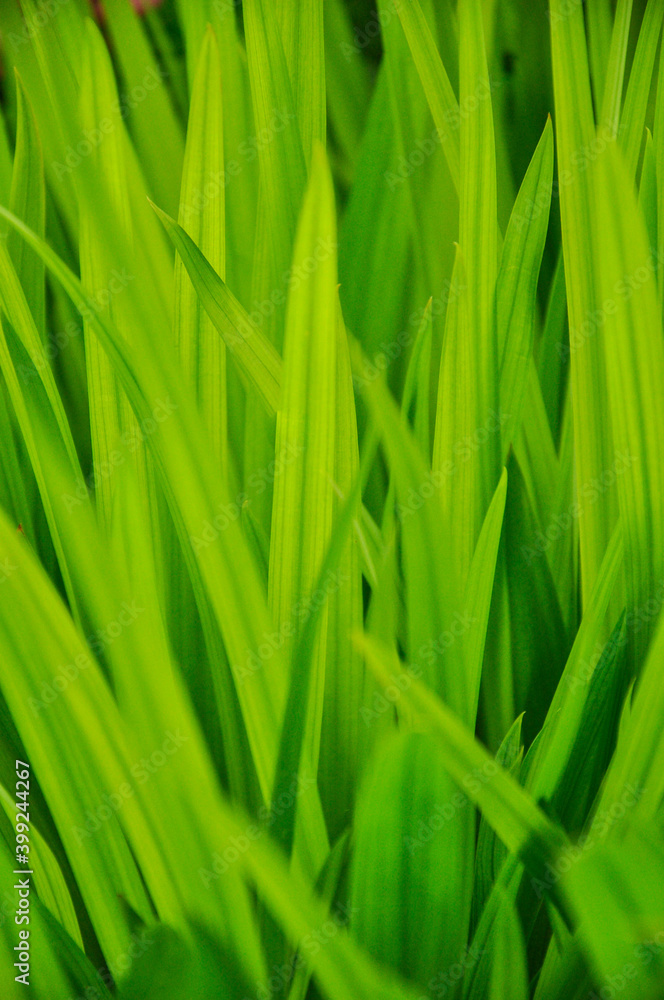 Mosaic of blades of grass Mosaic of blades of grass