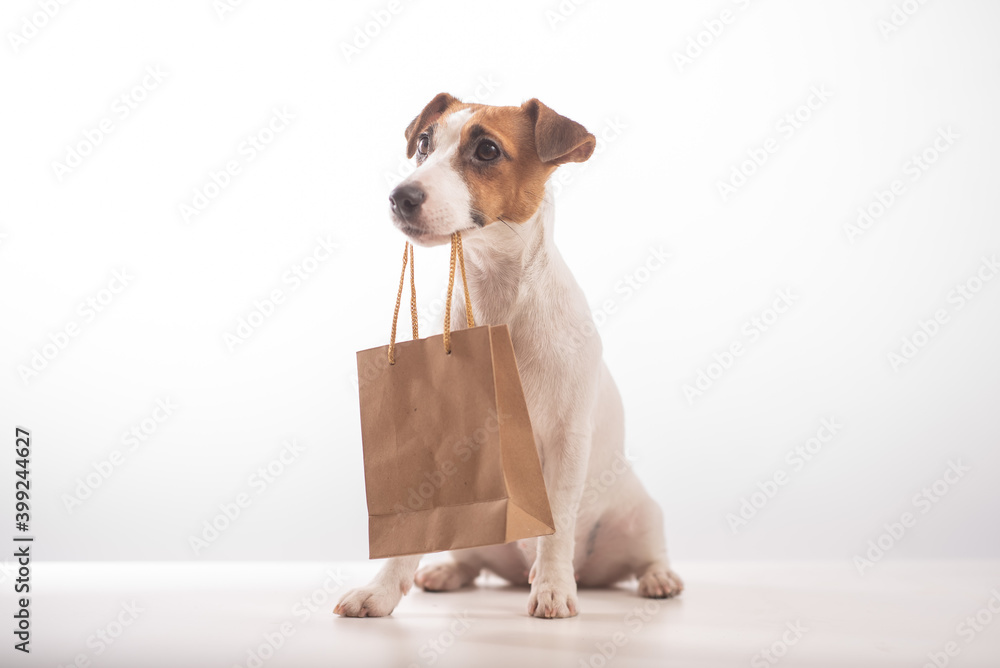 Fototapeta premium Portrait of dog jack russell terrier holding a paper craft bag in its mouth on a white background