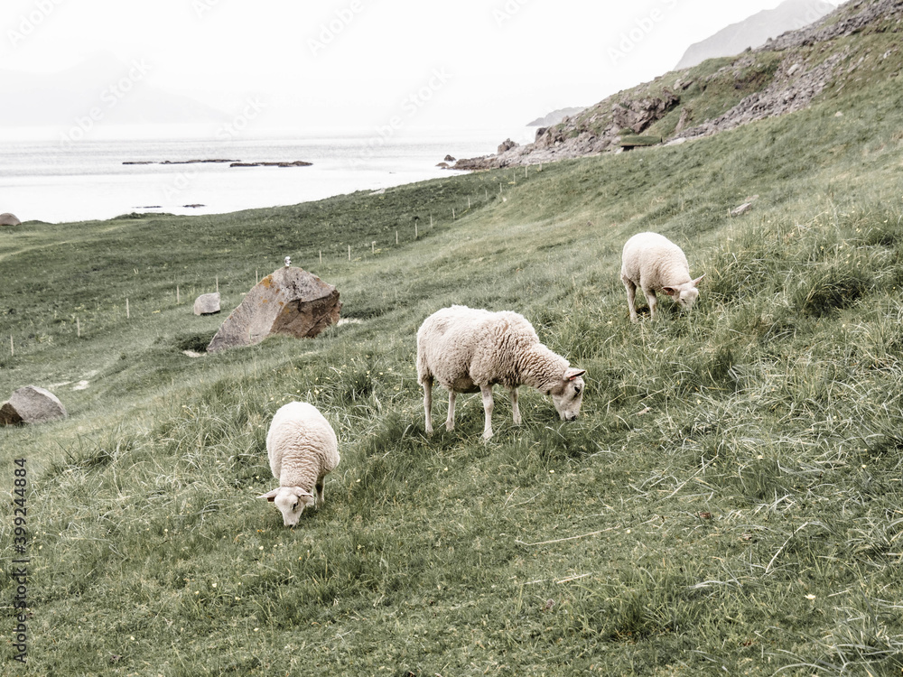 Sheep with two lambs graze