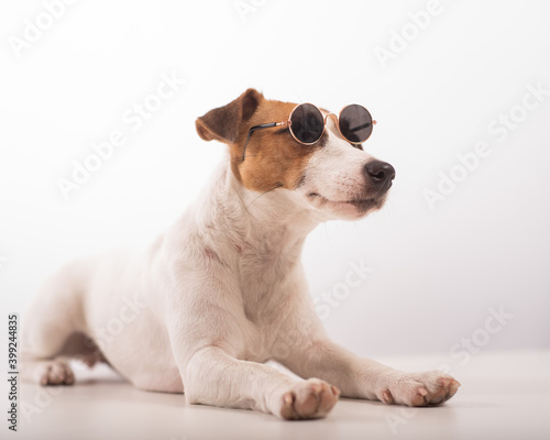 Jack russell terrier dog portrait in sunglasses on white background