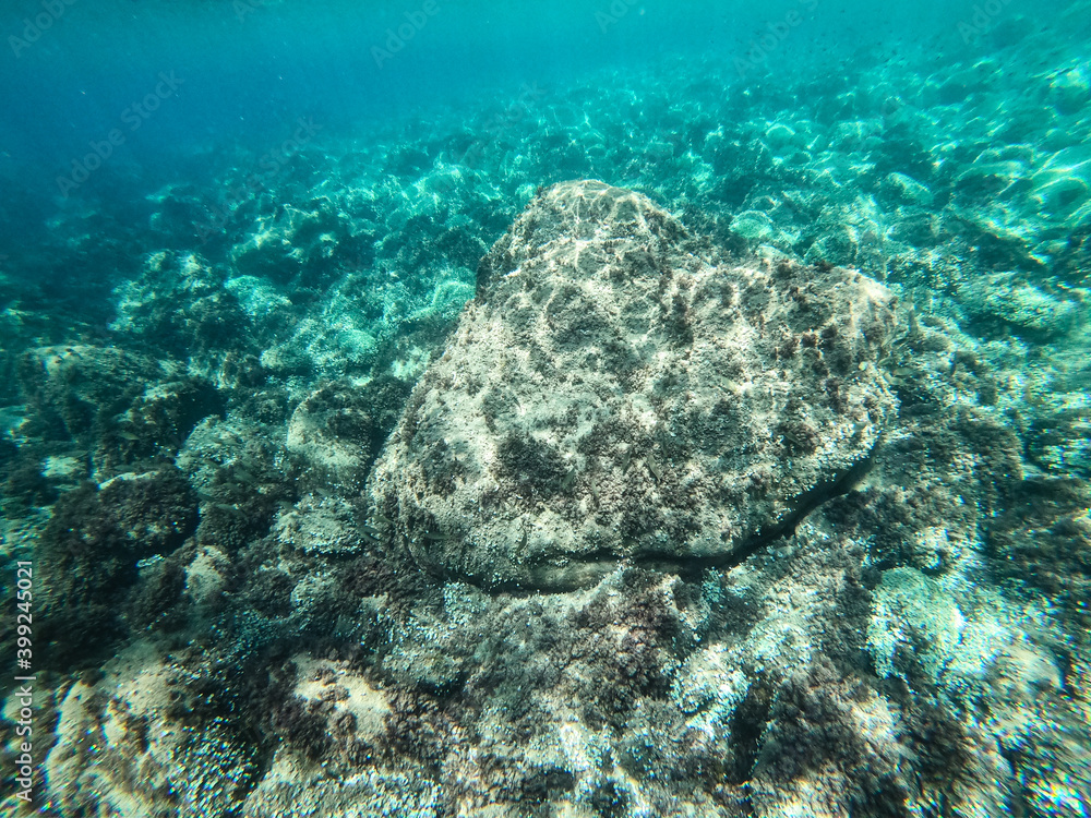 Fototapeta premium beautiful seabed. clear water. seascape under water.