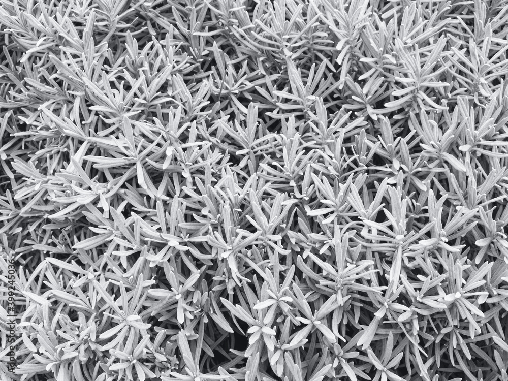 Background of grey lavender leaves Background of grey lavender leaves