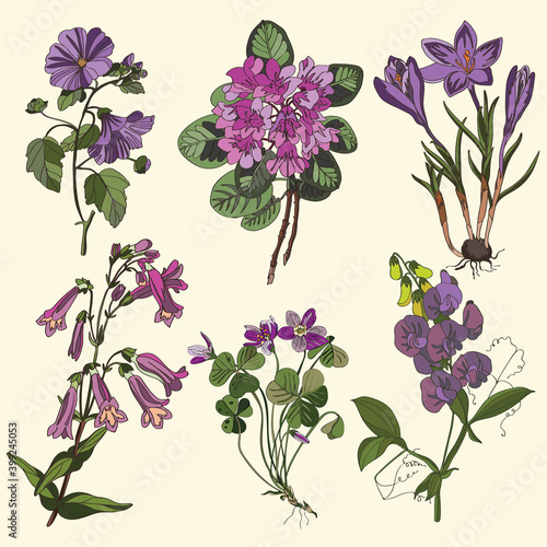 set of plants with purple flowers