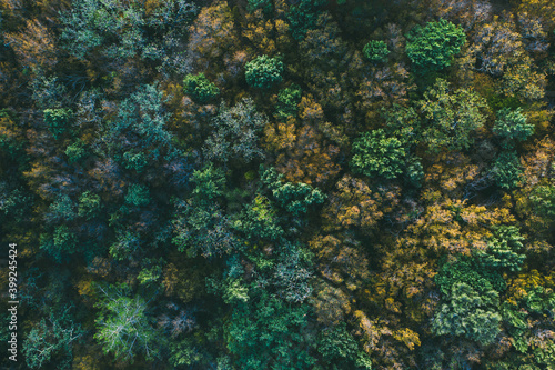 Autumn forest aerial top view from drone.