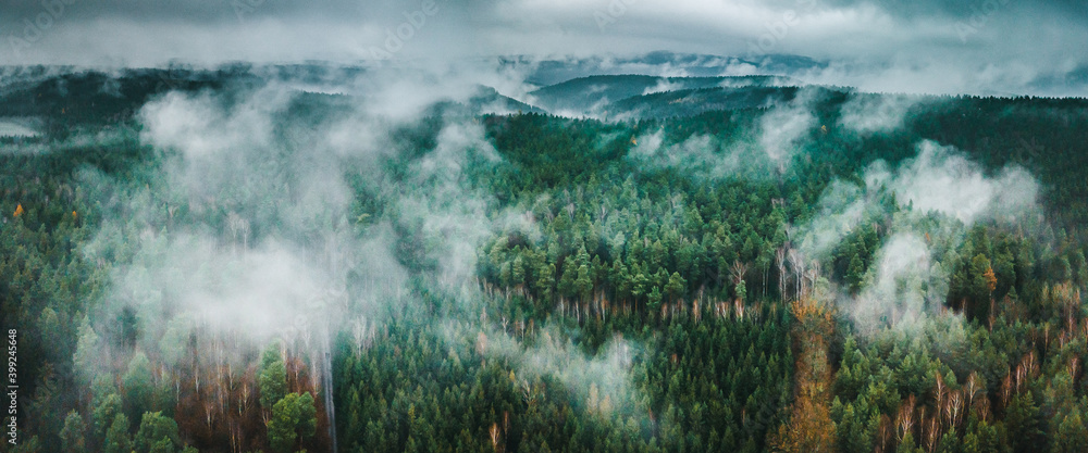 panorama of a foggy forest