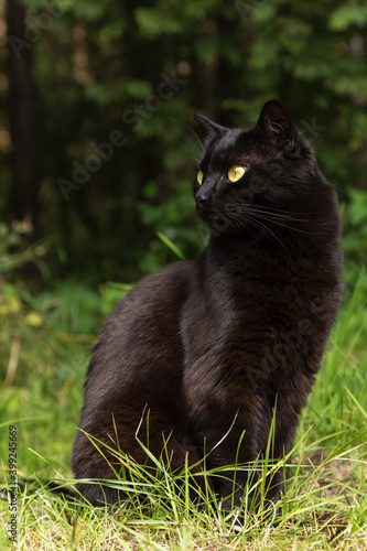 Bombay black cat in profile with yellow eyes outdoors sit in grass in garden in nature