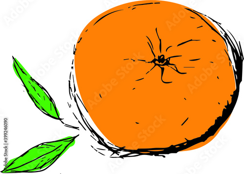 Bright sketch of ripe mandarin (orange, clementine, mandarins) fruit with leaves.  Hand drawn mandarin isolated on white background. Good for fabric, textile, printing, menu, cartoons, cards, posters.