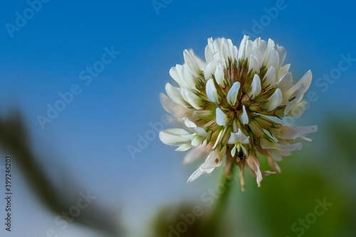 Weißklee (Trifolium repens), auch Kriechklee genannt photo