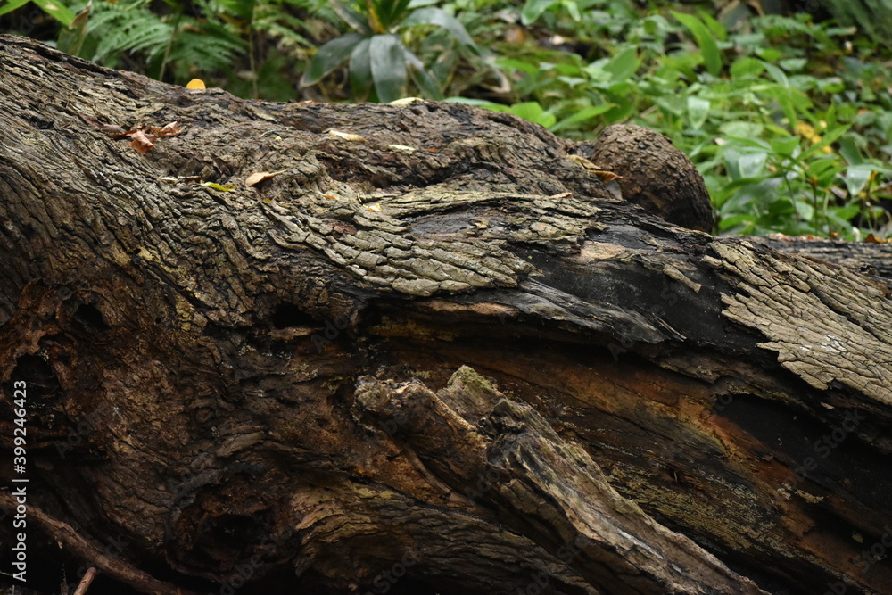 The aged old woods o the ground in Sapporo Japan The aged old woods o the ground in Sapporo Japan
