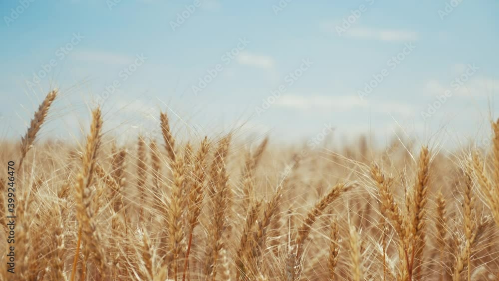 agriculture. ears of wheat on the field a during sunset. wheat agriculture harvesting agribusiness concept. large wheat field. large harvest of wheat farm in summer on the field landscape agriculture. ears of wheat on the field a during sunset. wheat agriculture harvesting agribusiness concept. large wheat field. large harvest of wheat farm in summer on the field landscape