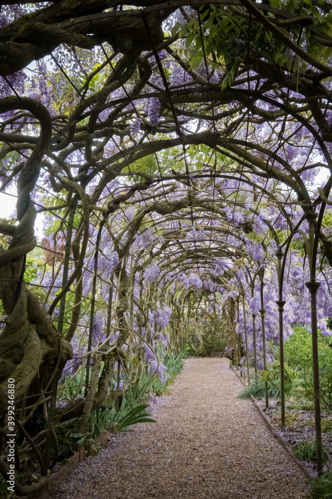 Ancient Wisteria in full bloom in the gardens of Greys Court, England.