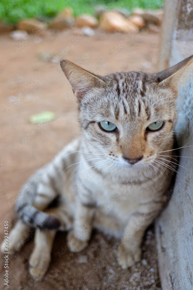 In selective focus a cute tabby cat with moody face  sitting on a ground floor 
