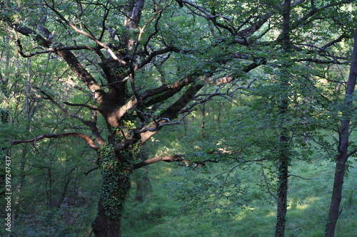 Tree with many branches, green leaves © Oksana