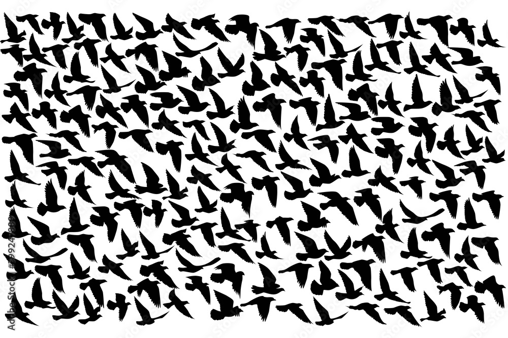 Flying birds silhouettes on white background. Vector illustration. isolated bird flying. tattoo design..