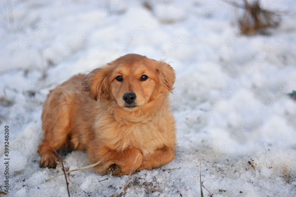 Unwanted scared puppy dog being lonely outside in winter Unwanted scared puppy dog being lonely outside in winter