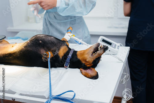 A Dachshund dog is preparing for surgery at a veterinary clinic. Anesthesia for the dog
