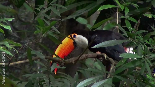 The toco toucan (Ramphastos toco) : the largest species of toucan. South America birds. Also known as Giant toucan. photo