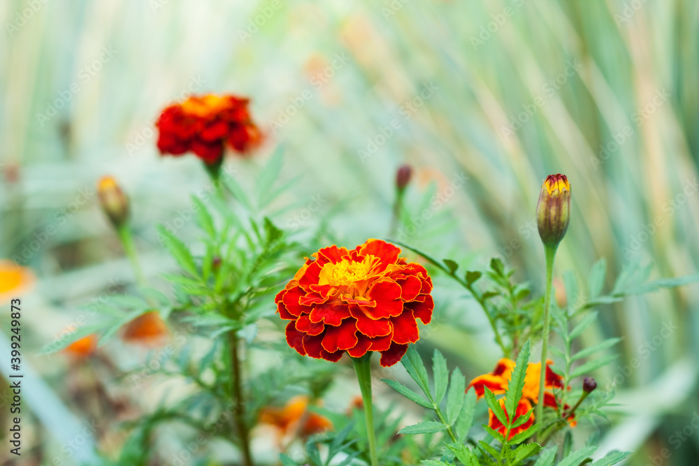 marigold flowers with yellow, orange and red petals bloom on a city flower bed in summer.