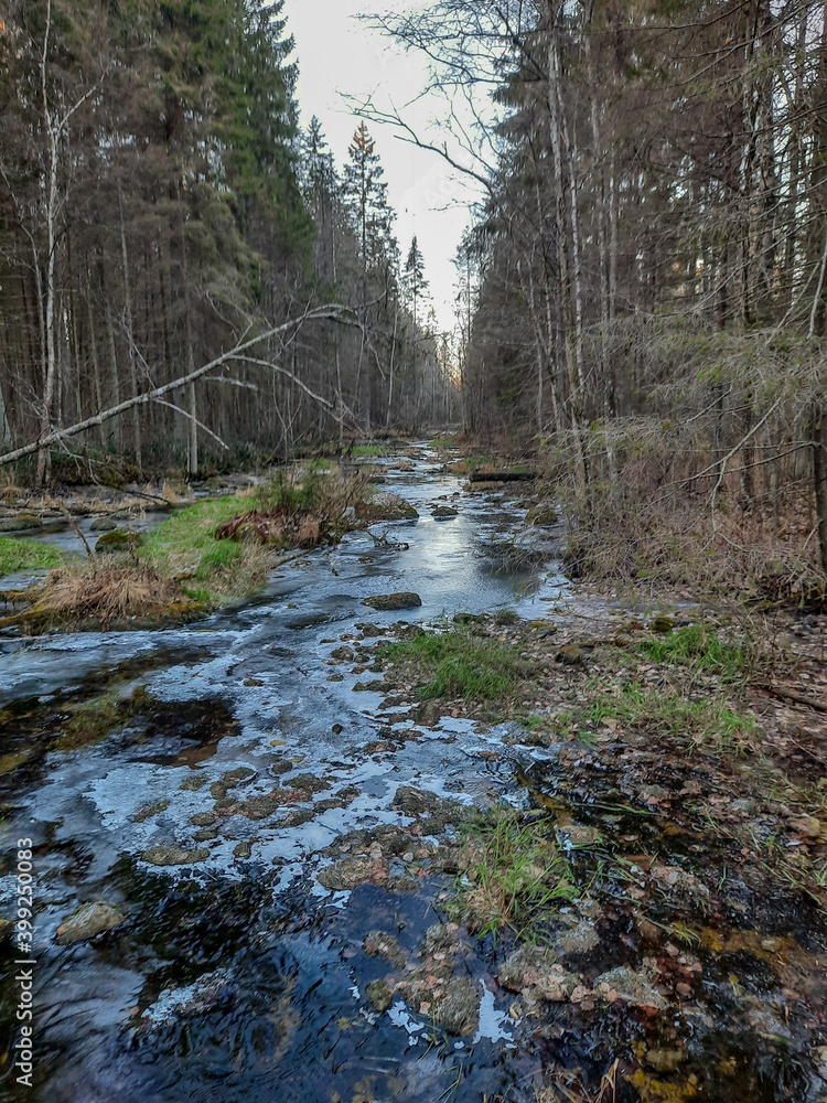 stream in the forest stream in the forest