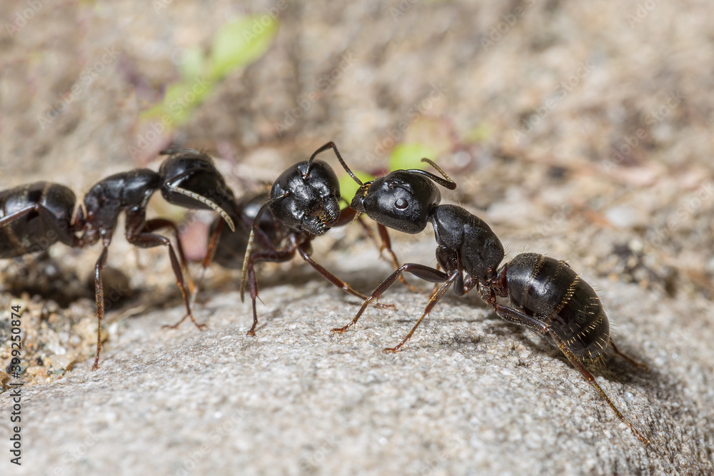 Black ants macro photo